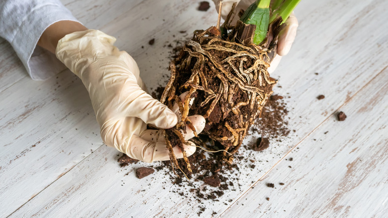 diseased plant roots