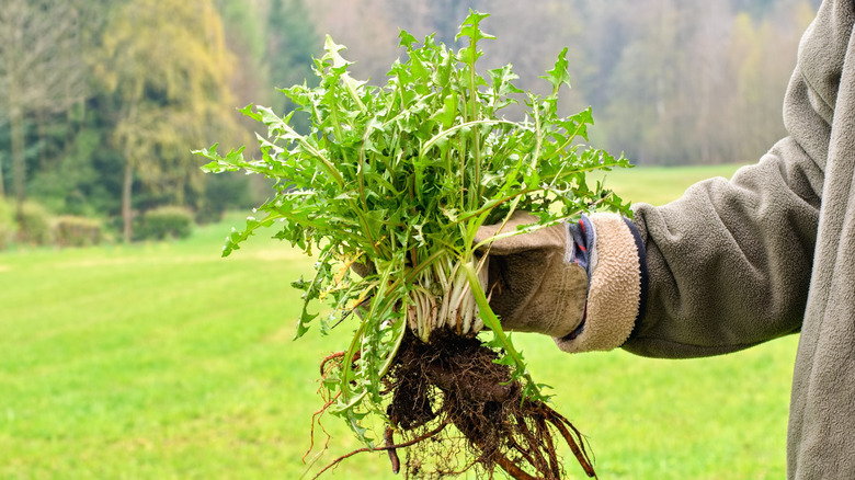 Gardener's hand uprooting dandelion groundcover plant from large forested yard