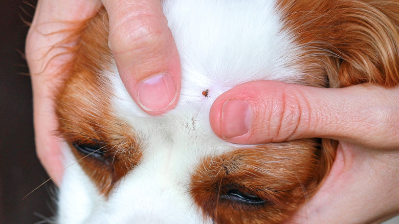 A tick biting a dog's face