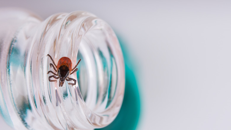 A tick moving on the tip of a bottle