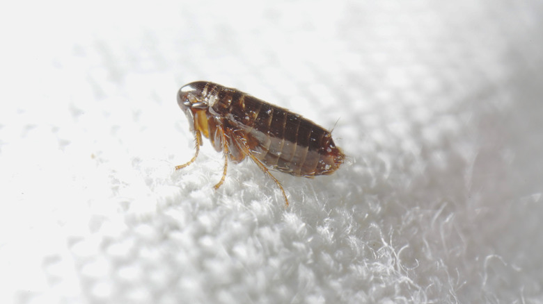up close picture of a brownish red flea sitting on a paper towel.