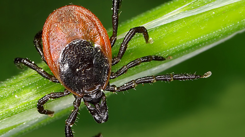 deer tick with red body and black head and legs sits on a blade of grass