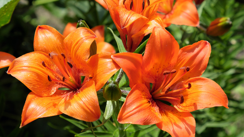 Tiger lilies closeup