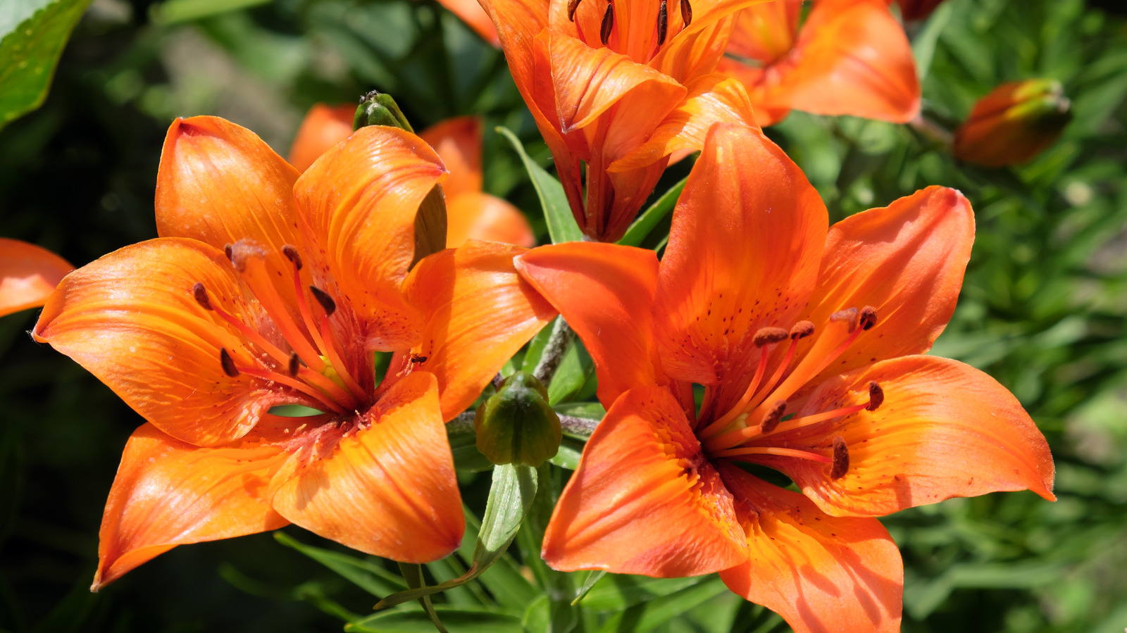 Tiger Lilies Everything You Should Know Before Planting