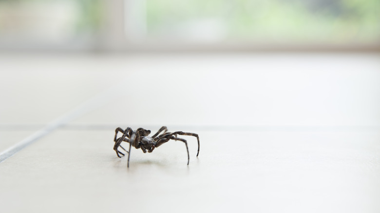 house spider on kitchen floor 