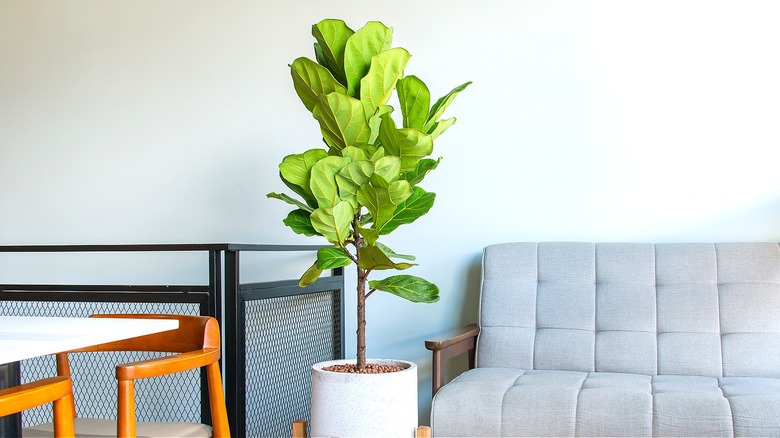 Fiddle-leaf fig in living room