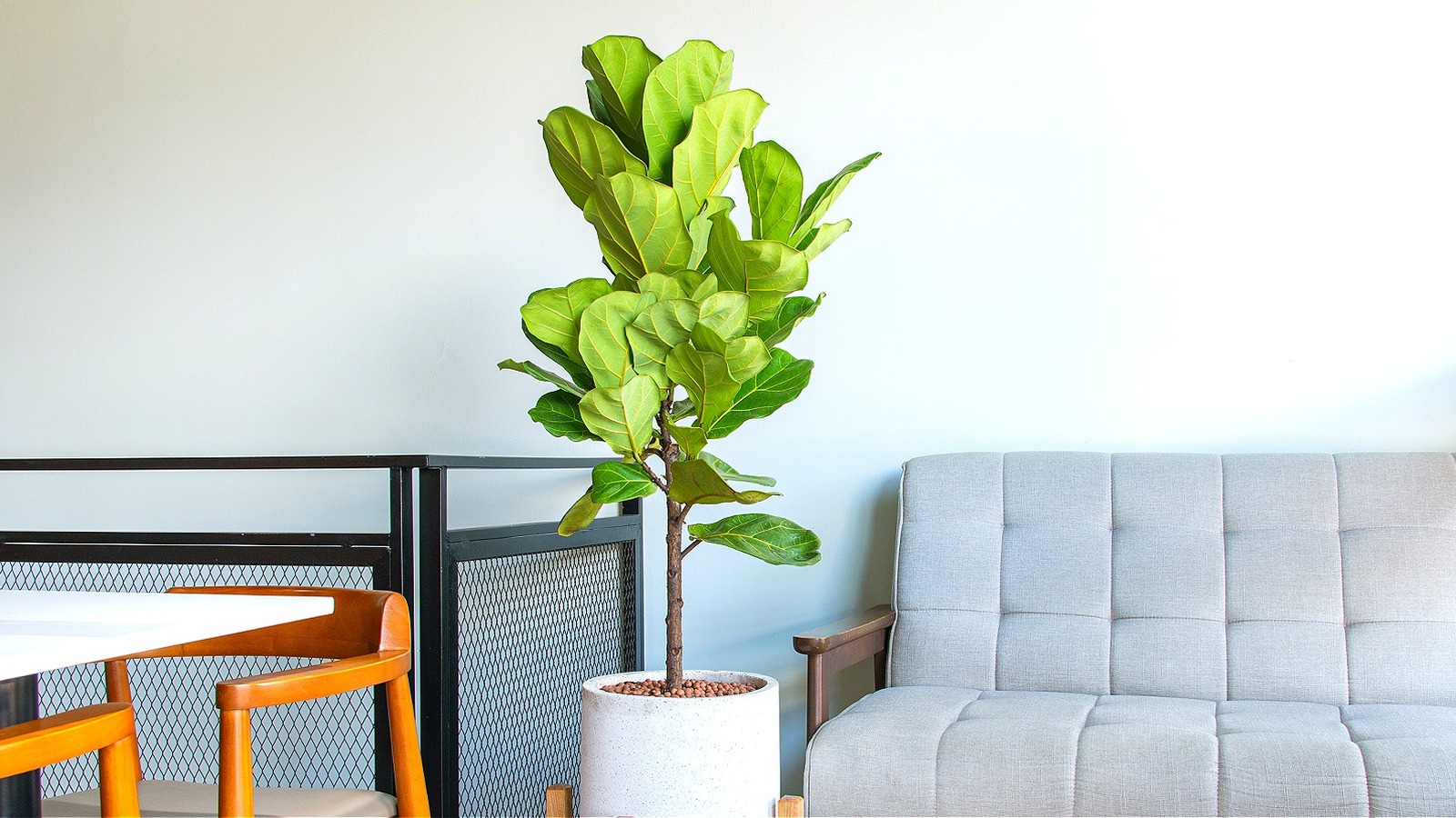 TikTok Has A Weird Reason Why You Should Shake Your Fiddle Leaf Fig