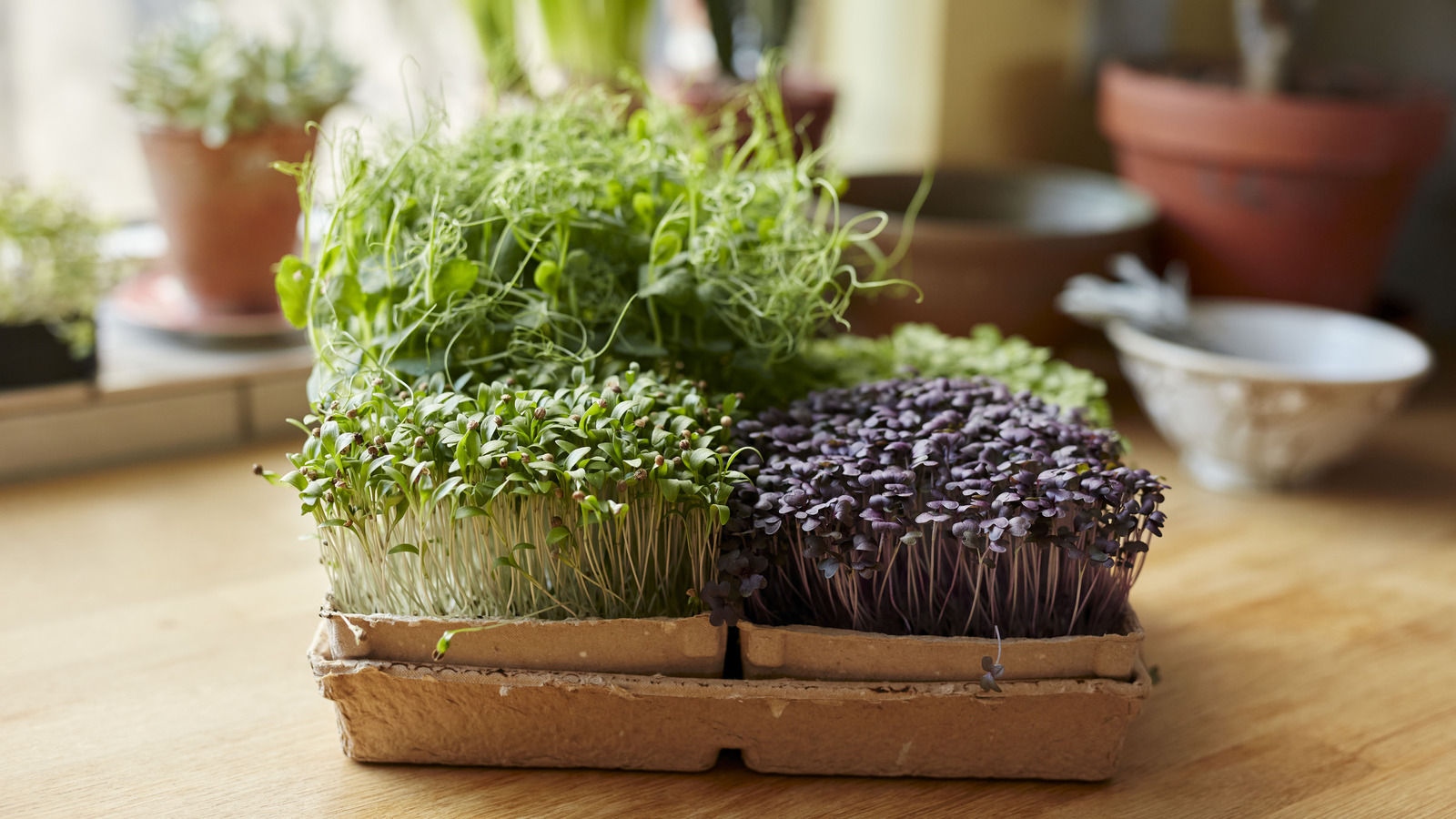 TikTok Is In Love With This Easy-To-Grow Plant (And All Of Its Benefits)