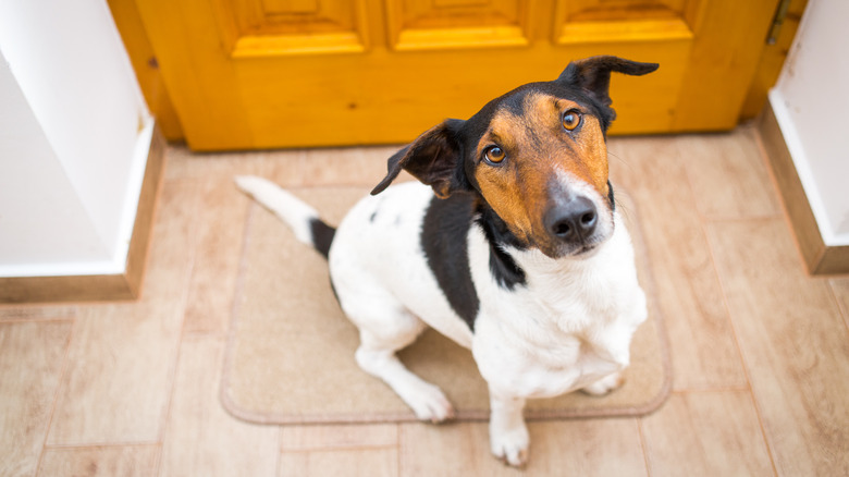 dog waiting outside yellow door
