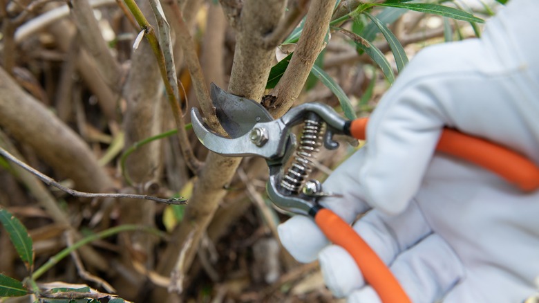 Gloved hand pruning rhododendron