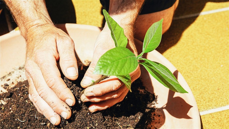 Avocado tree being planted