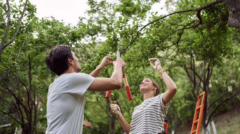 two people pruning fruit trees