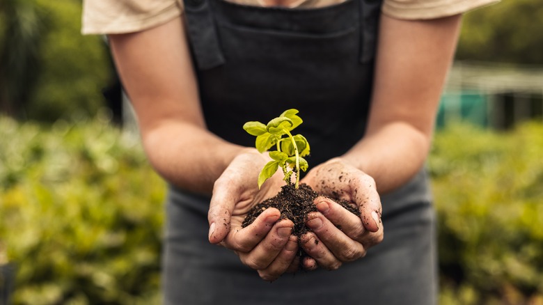 Holding sprouted seed