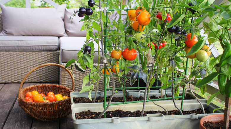 tomato plant on porch