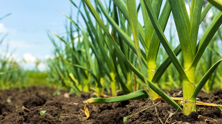 garlic growing in soil