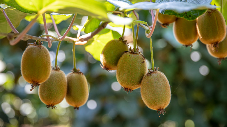 kiwi fruits growing on vine