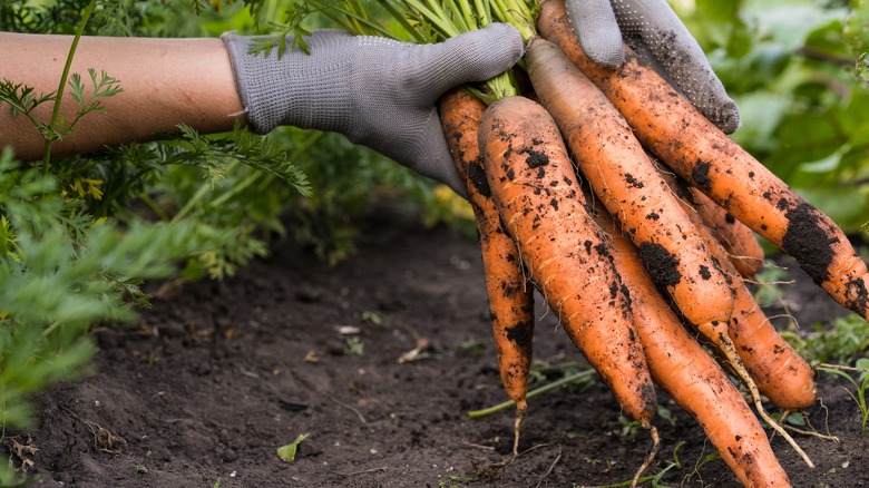 carrots pulled from the soil