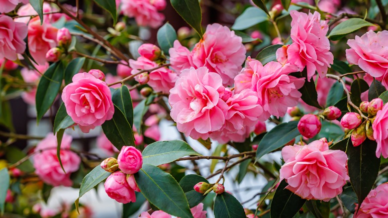 pink camellia flowers