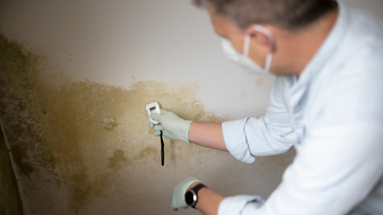 Mold remediation expert