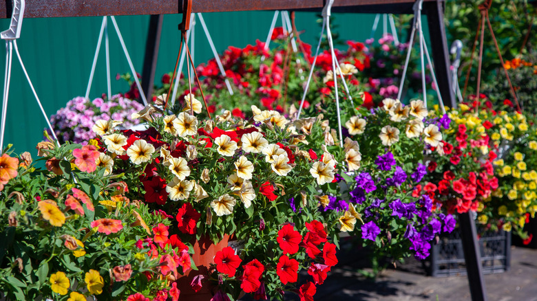 Hanging plant baskets with flowers