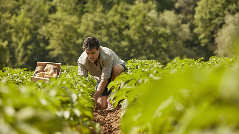 Man harvesting potatoes in field