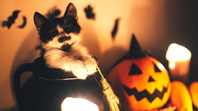 Kitten in Halloween cauldron