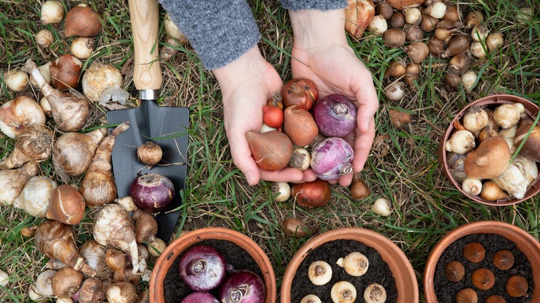 hands holding flower bulbs