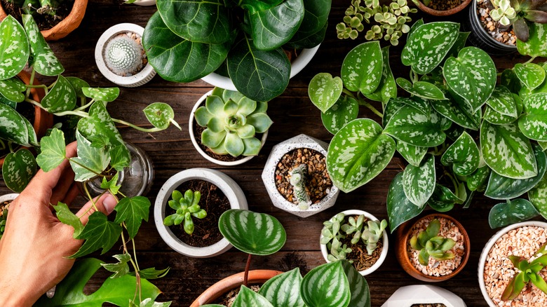 many houseplants sitting on a table