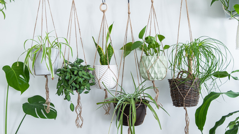 Row of hanging plants