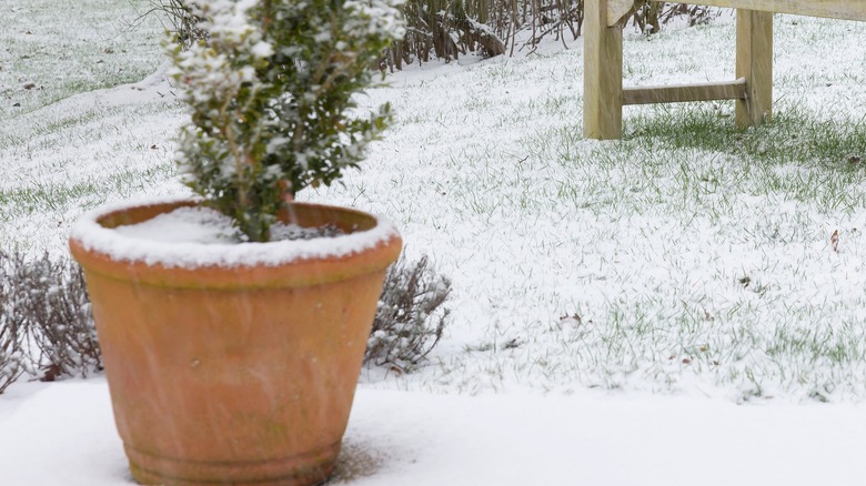 Potted plant next to bench in winter