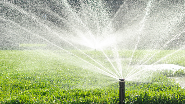 sprinkler irrigation head watering lawn