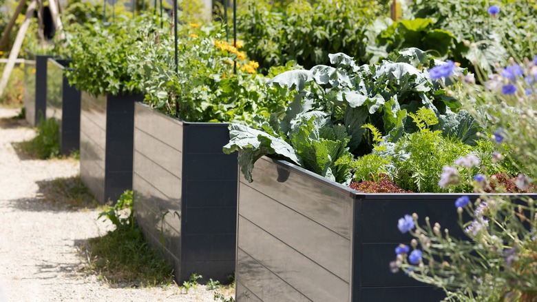 tall raised garden beds