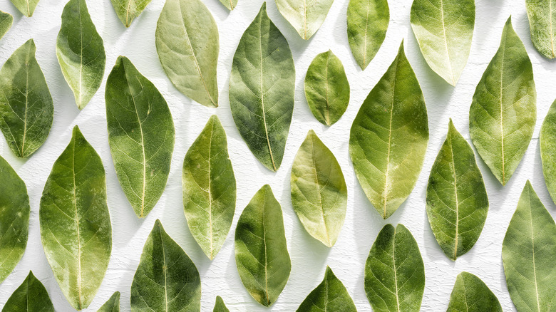 green bay leaves on a white background