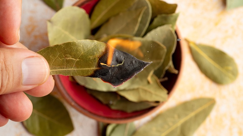 a hand holding a burning bay leaf