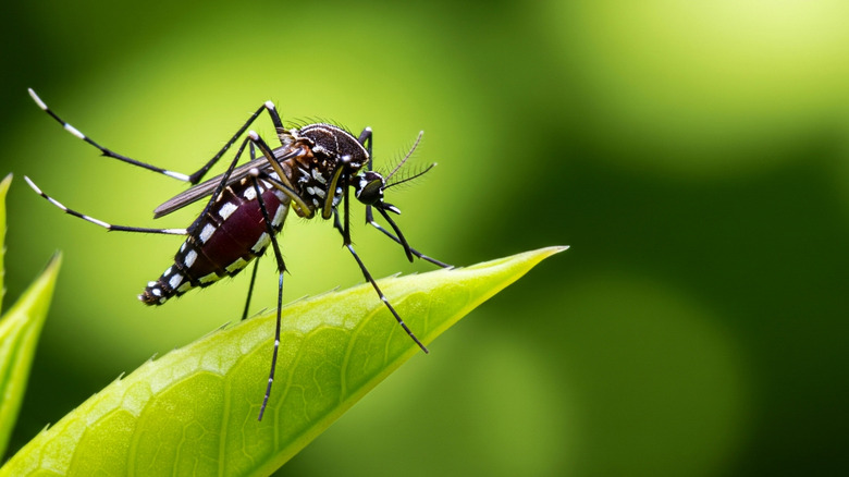 A close-up photo shows a mosquito settling on a leaf
