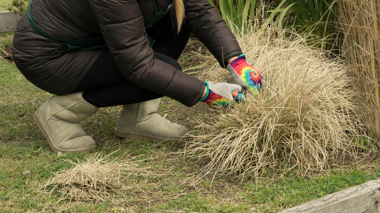 cutting old ornamental grass