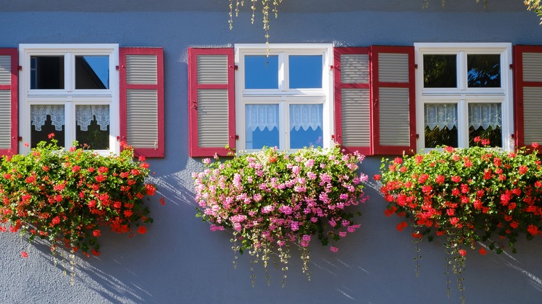 outdoor windows with flower boxes