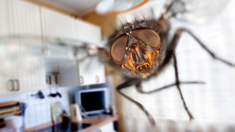 fly in kitchen