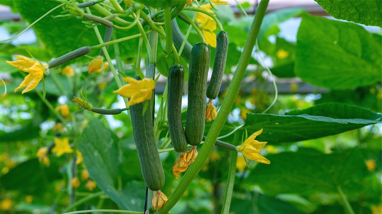 Cucumbers growing in a garden