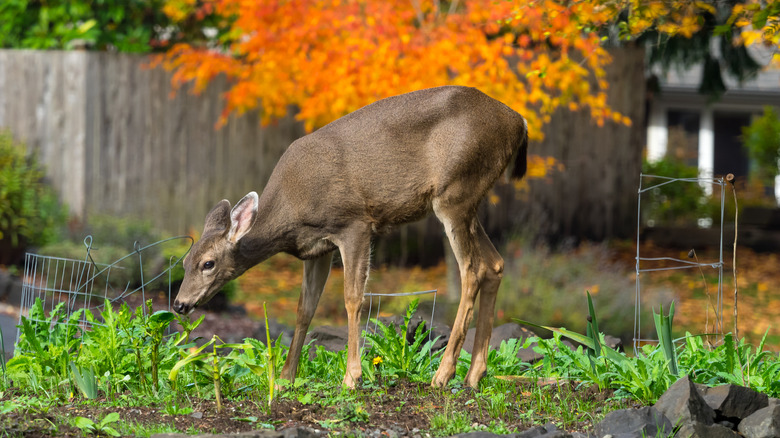 Deer eating garden