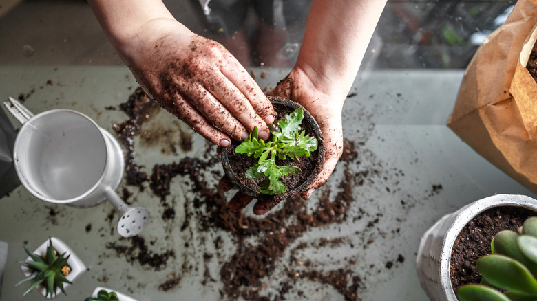 repotting plant