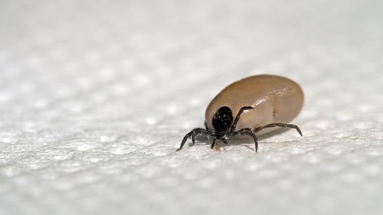 tick on green leaf 