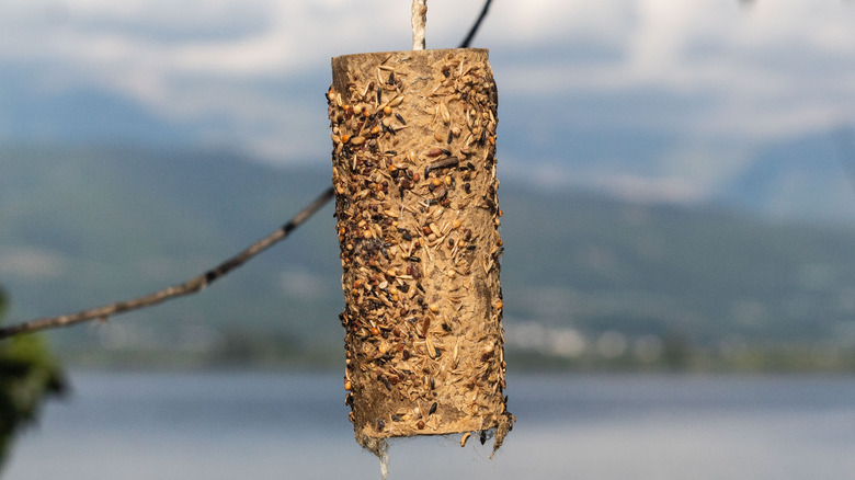 Toilet paper roll bird feeder