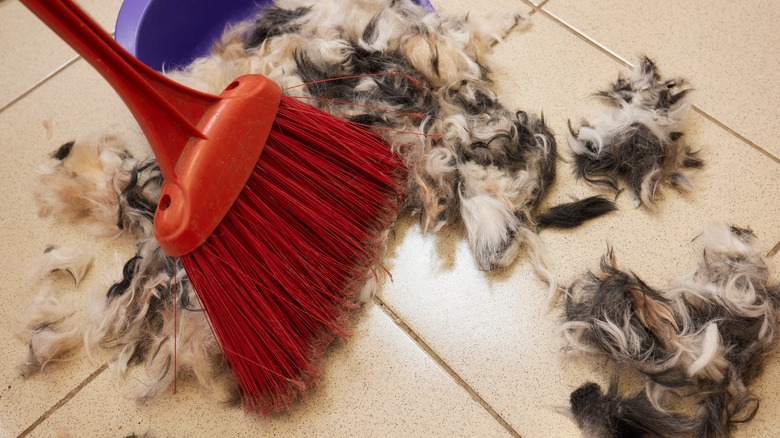 sweeping pet fur