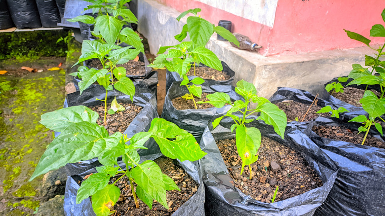Pepper plants in grow bags