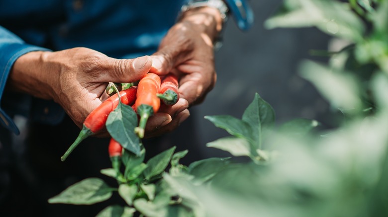 person holding peppers