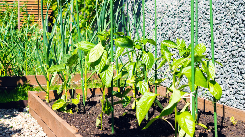 staking pepper plants