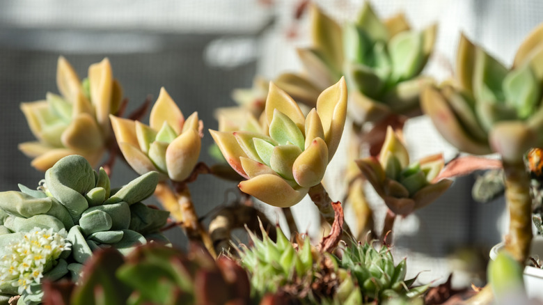 A collection of hearty succulent leaves grow in the cool light from a nearby window.