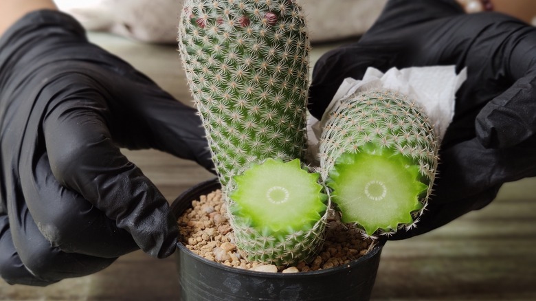 gloved hands holding cactus cutting