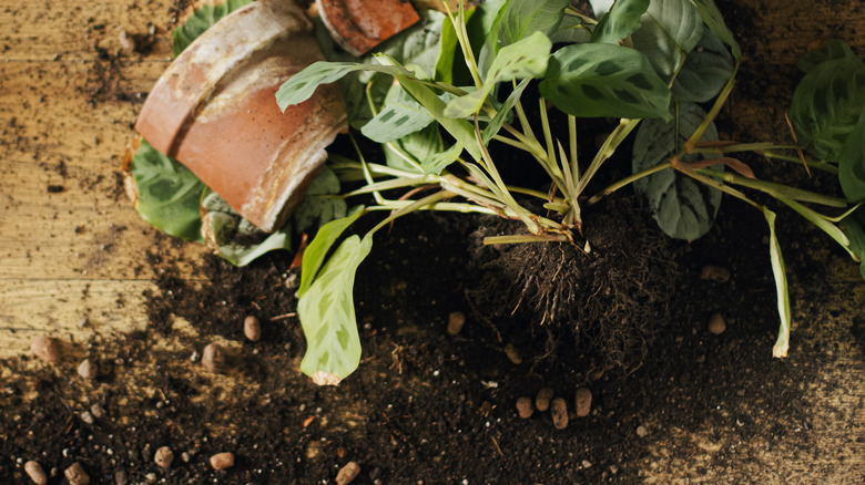 messy plant potting attempt